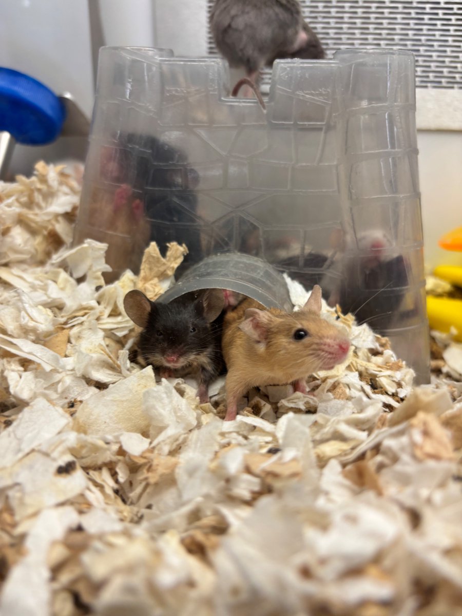 cale makar’s pr manager tweet media