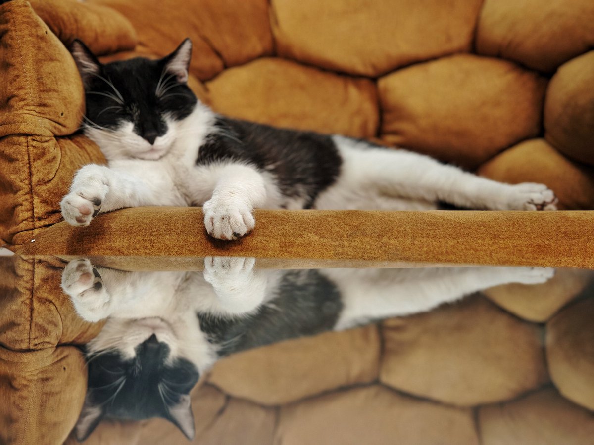 Dervish the Muzejin tweet media