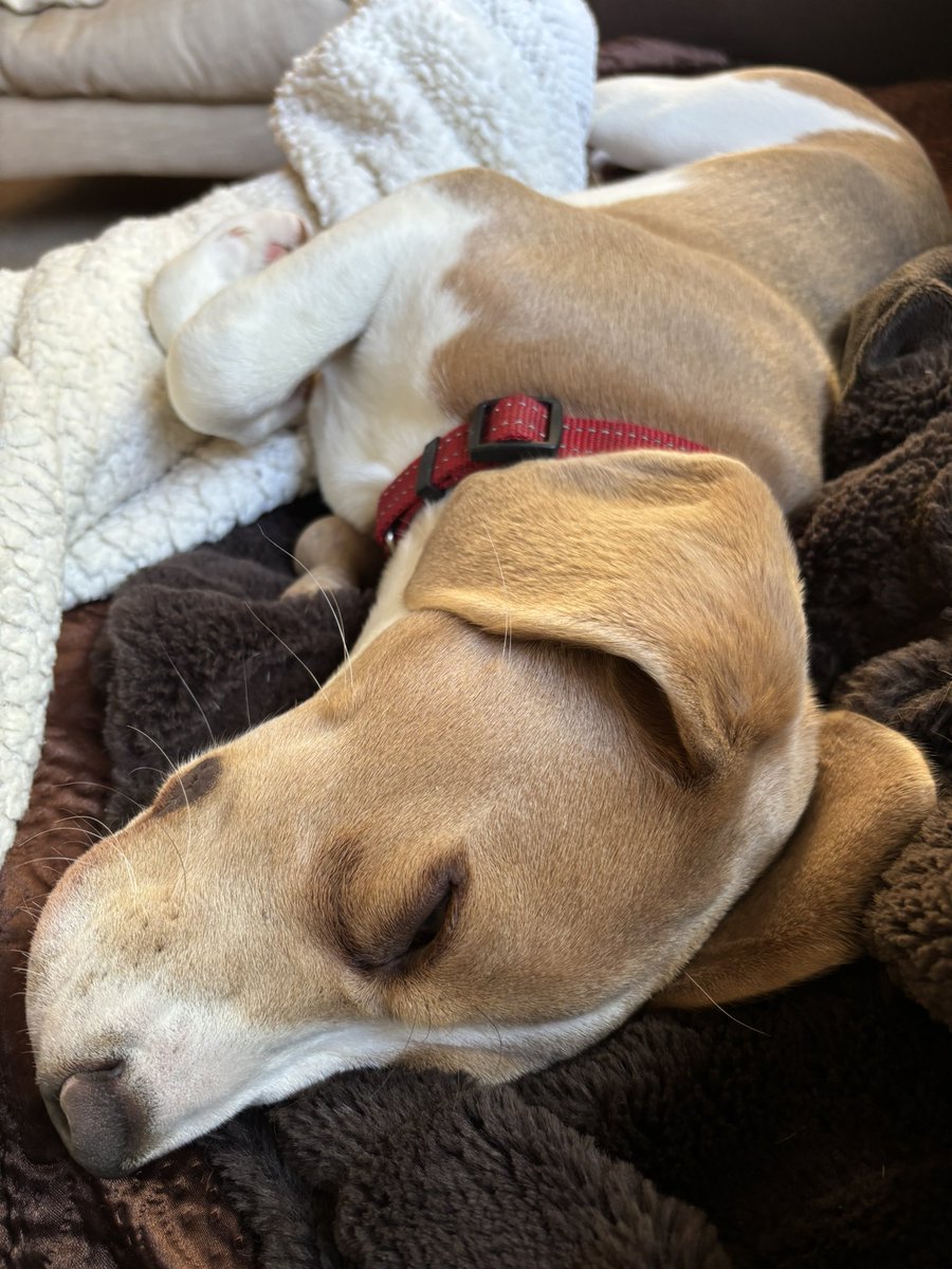 Hugo the Blue Beagle tweet media