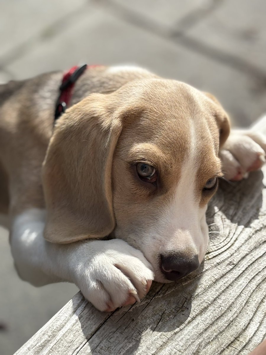 Hugo the Blue Beagle tweet media