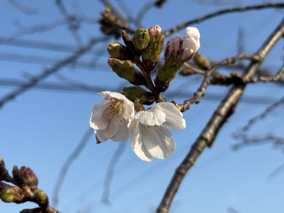 ZZy（じーじい） tweet media