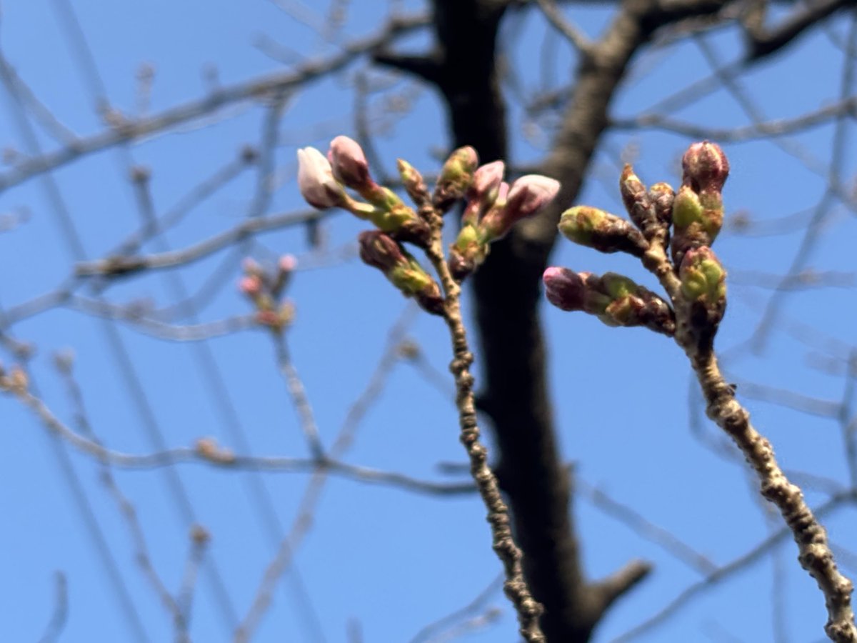 ZZy（じーじい） tweet media