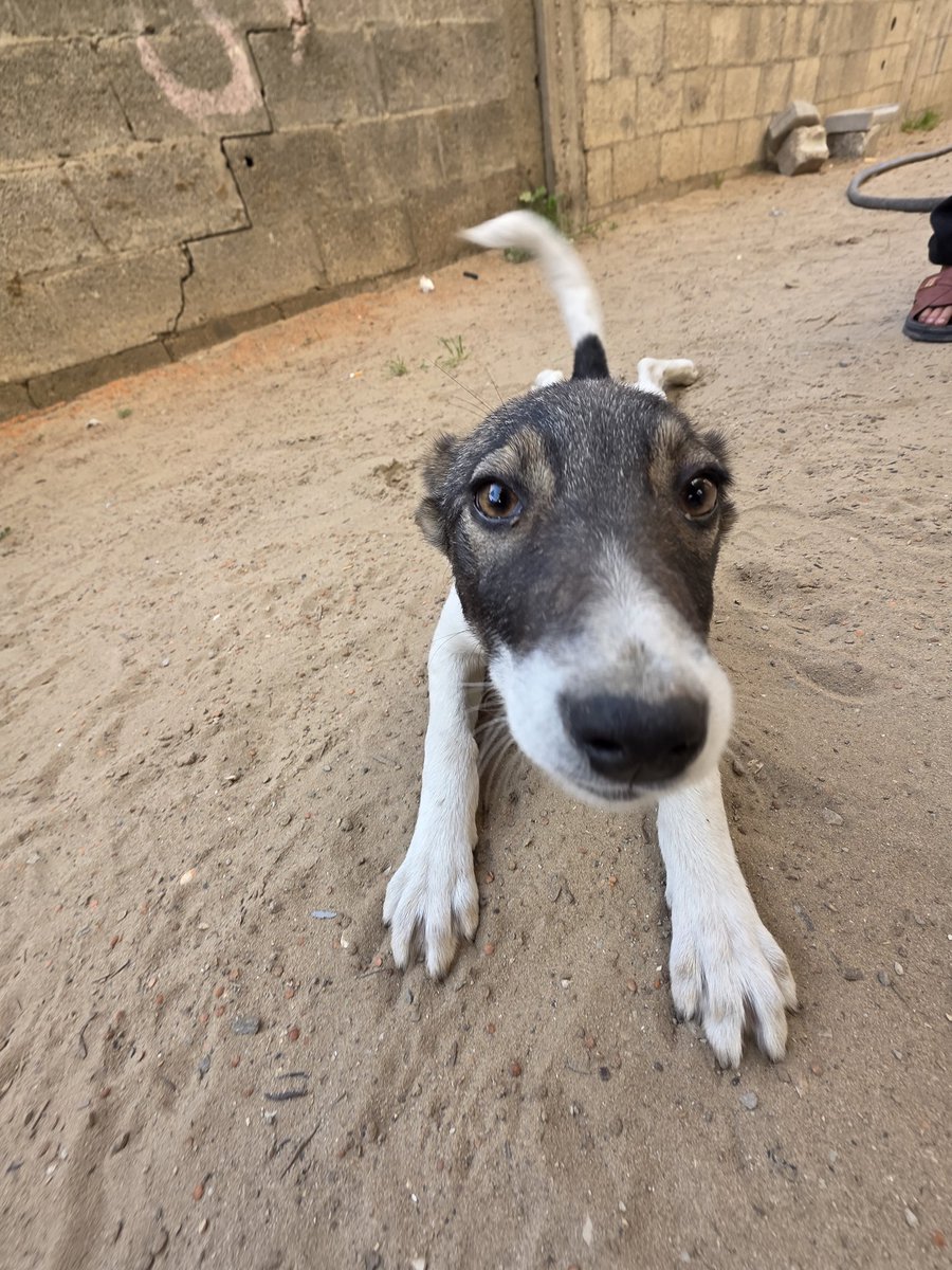 ♥️🇵🇸🇵🇸❤️A lover ♥️of homeless cats😻❤️🌱🌱👍🤗 tweet media
