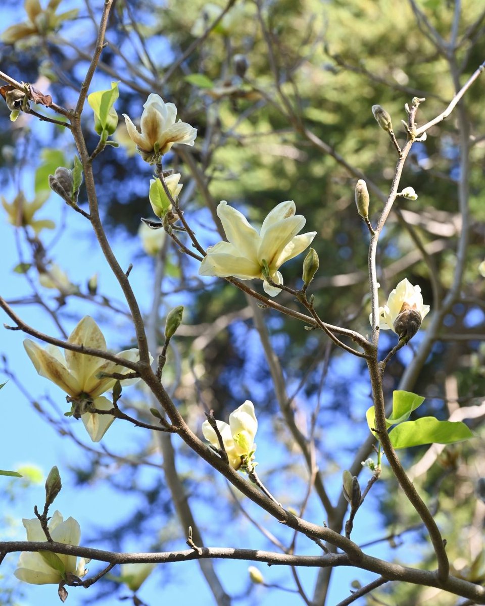 San Francisco Botanical Garden tweet media