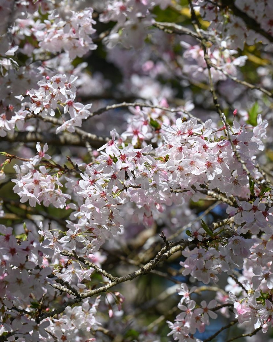 San Francisco Botanical Garden tweet media