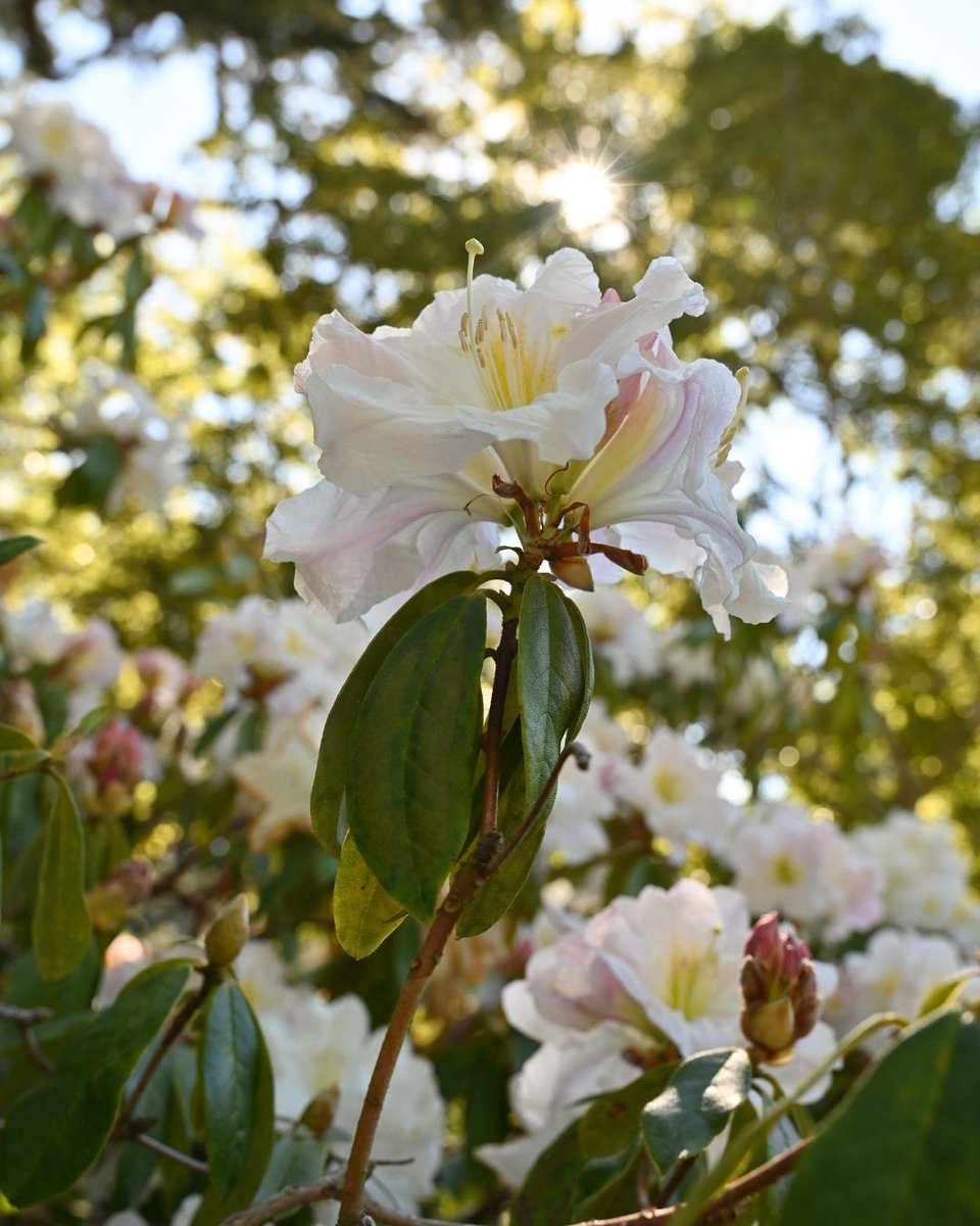 San Francisco Botanical Garden tweet media