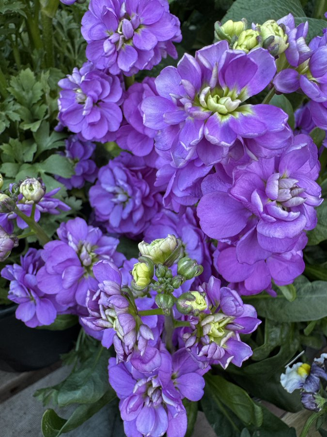 Shantha R. Mohan, Ph.D., DTM tweet media