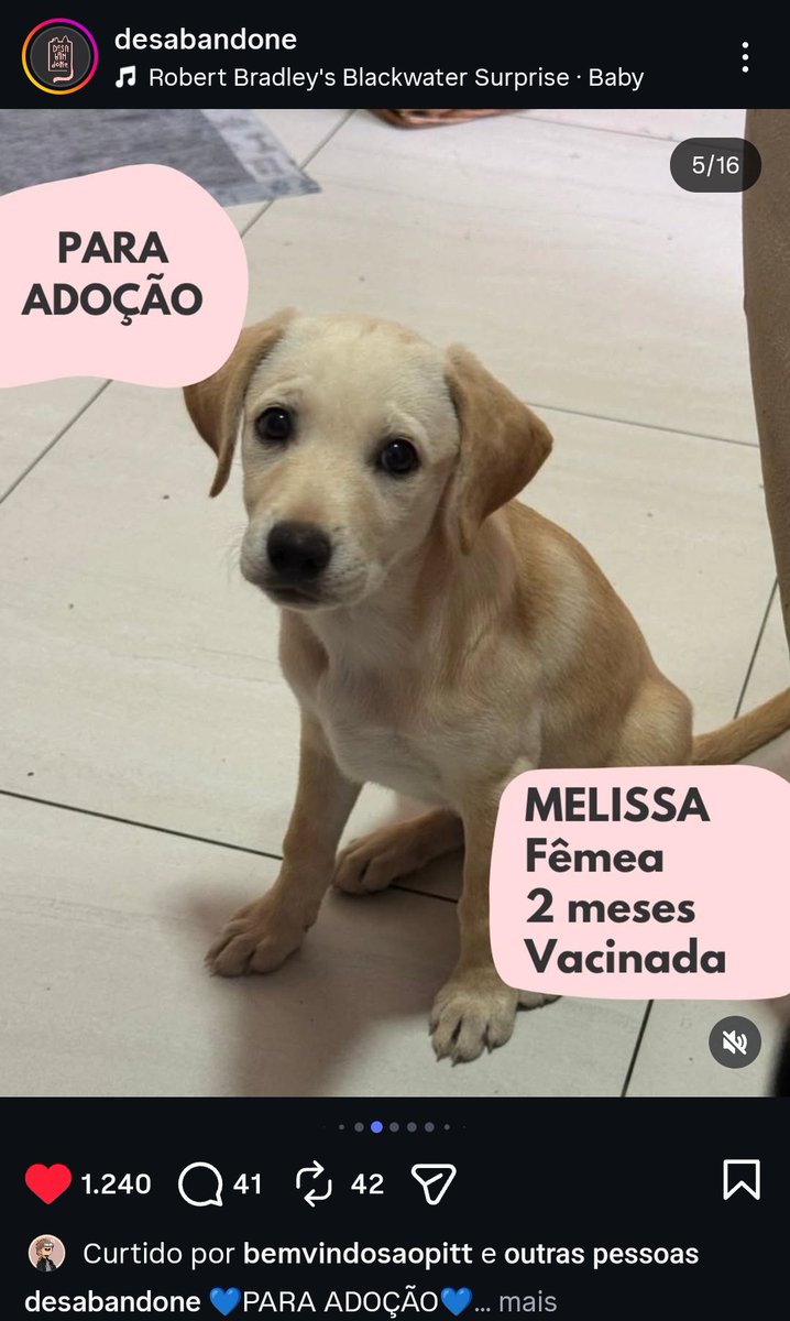 gente, essa conta está divulgando cachorrinhos que estão disponíveis pra adoção e eles tem os nomes dos personagens de the pitt. sério que coisa lindaa 😭💗