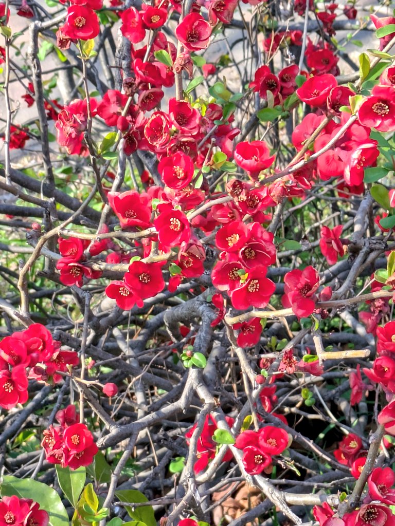 猫はネコ tweet media