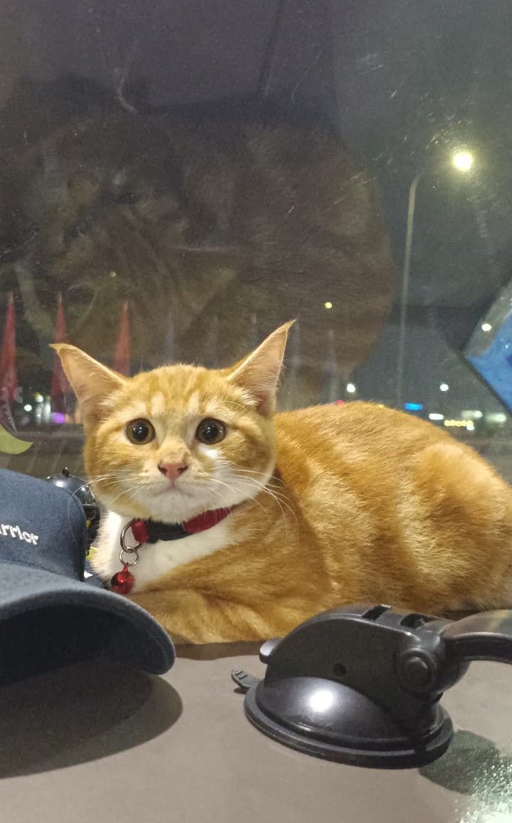 amonali biru tweet media