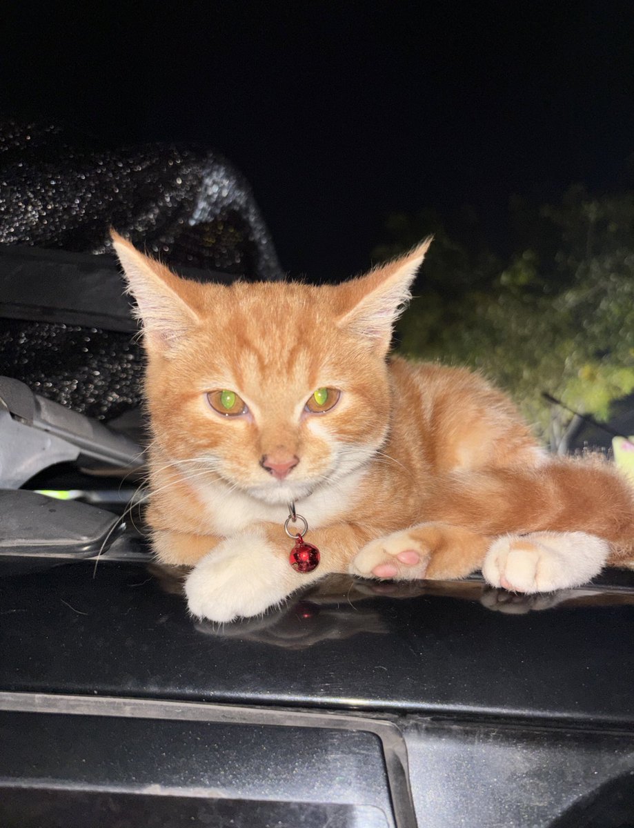 amonali biru tweet media