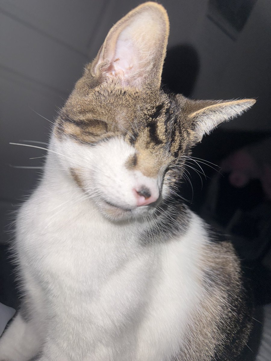 ElfCoal's tweet photo. @PhantoTree Could you do my kitty please (he needs eyes) https://t.co/AUqUiUd0BW