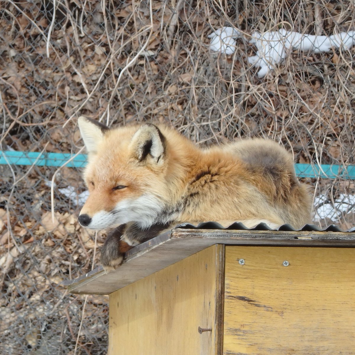 🐕karlunko🦊 tweet media