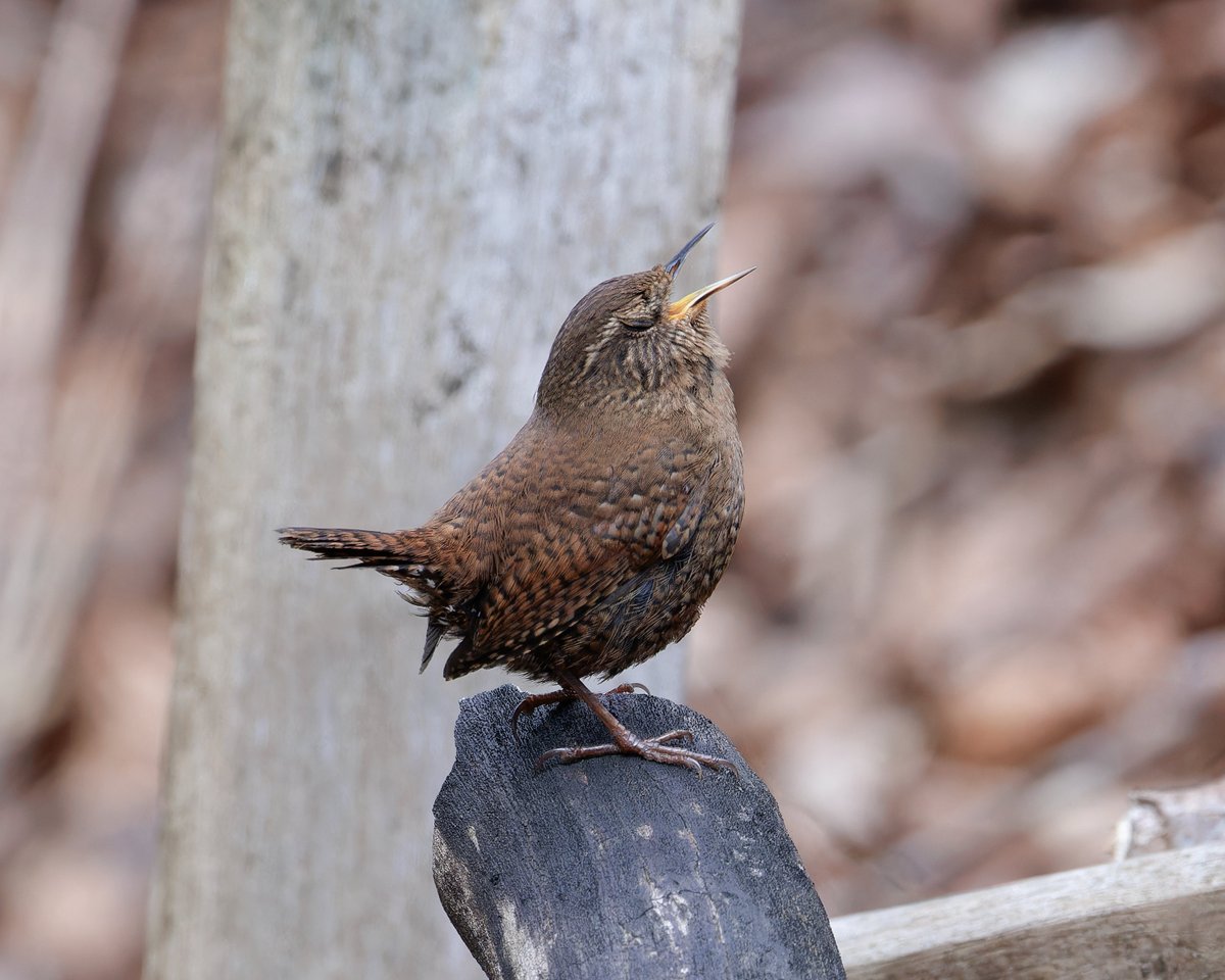 たんたん tweet media