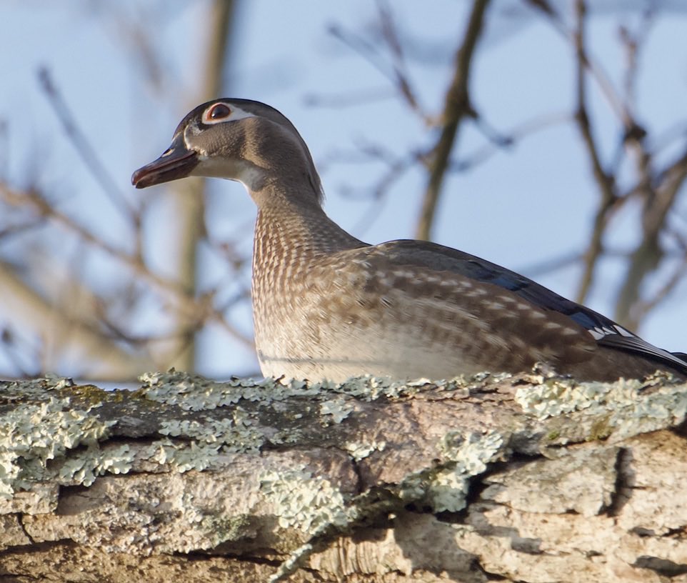 Roppity Photography 🦉 tweet media