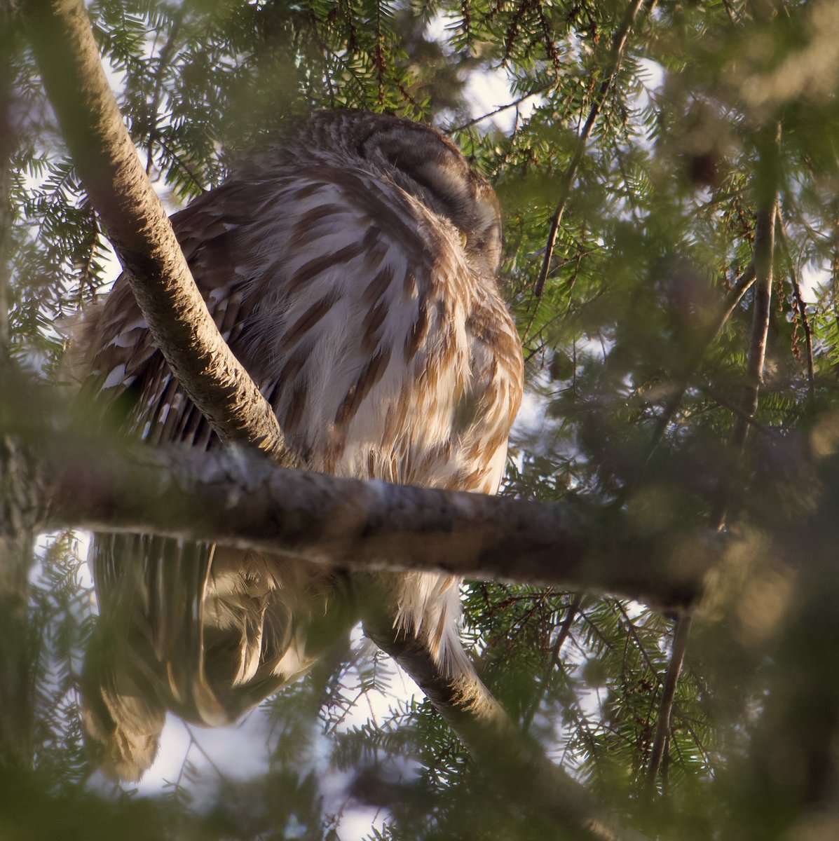 Roppity Photography 🦉 tweet media