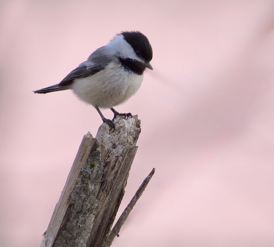 Roppity Photography 🦉 tweet media