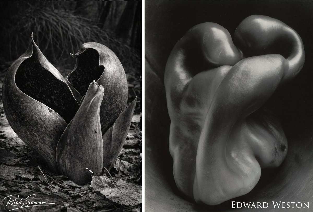 Rick Sammon tweet media