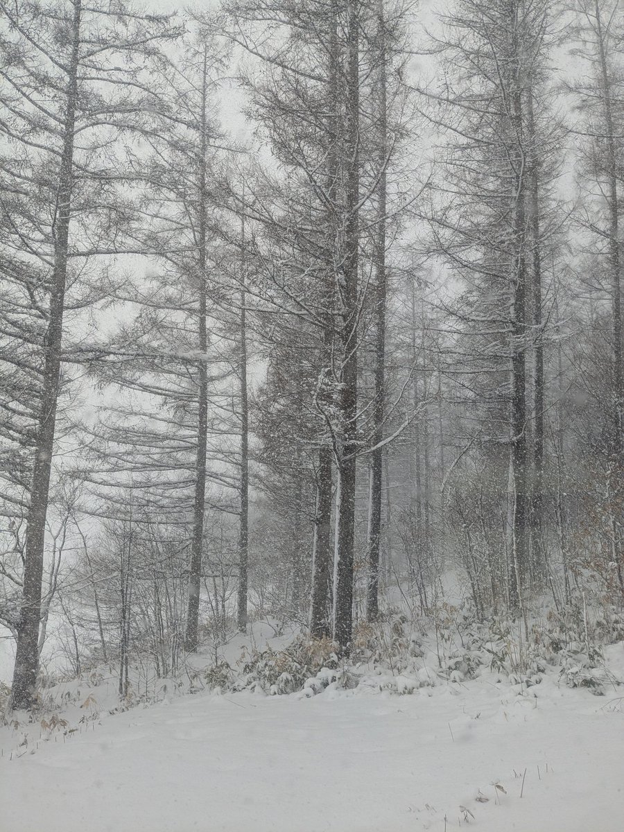 モフモフ毛玉王の飯使い tweet media