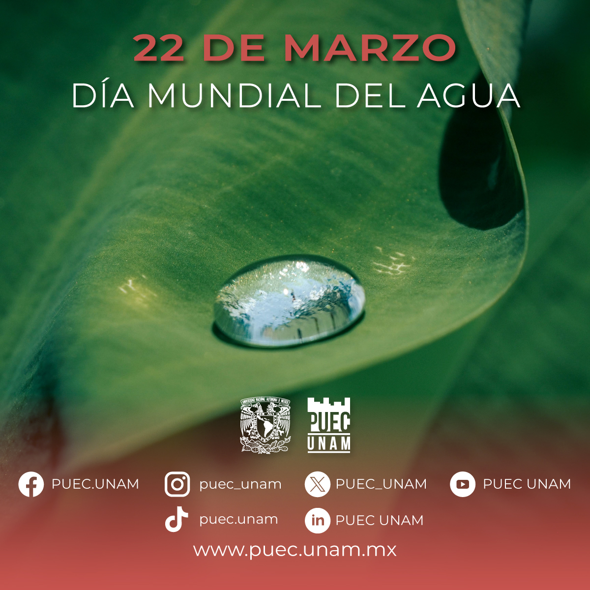 PUEC UNAM tweet media