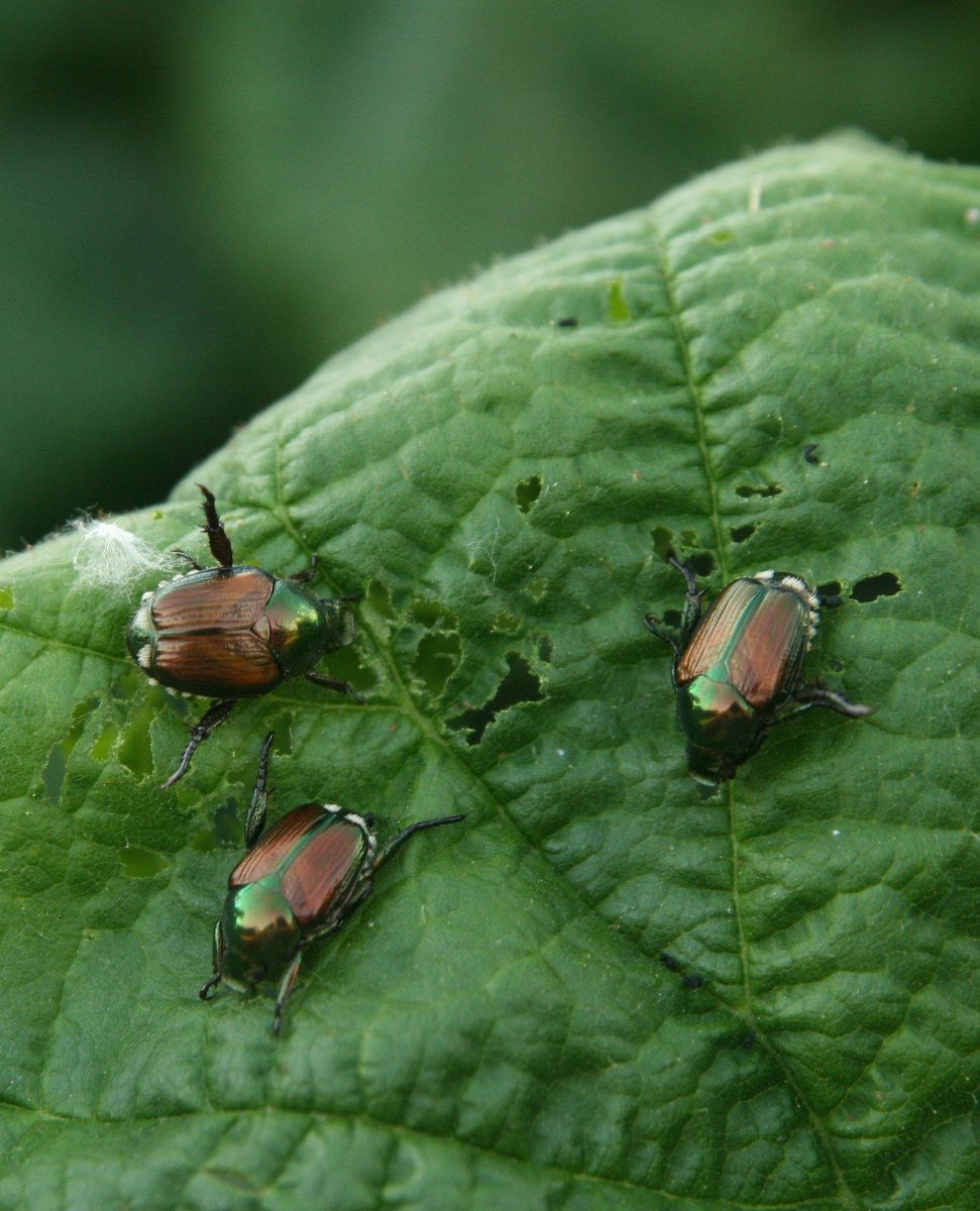 Rock Steadfastson tweet media