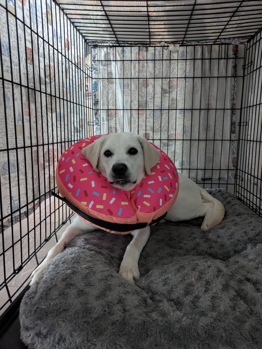 Abby Waffles 🇨🇦🐾🐾 tweet media