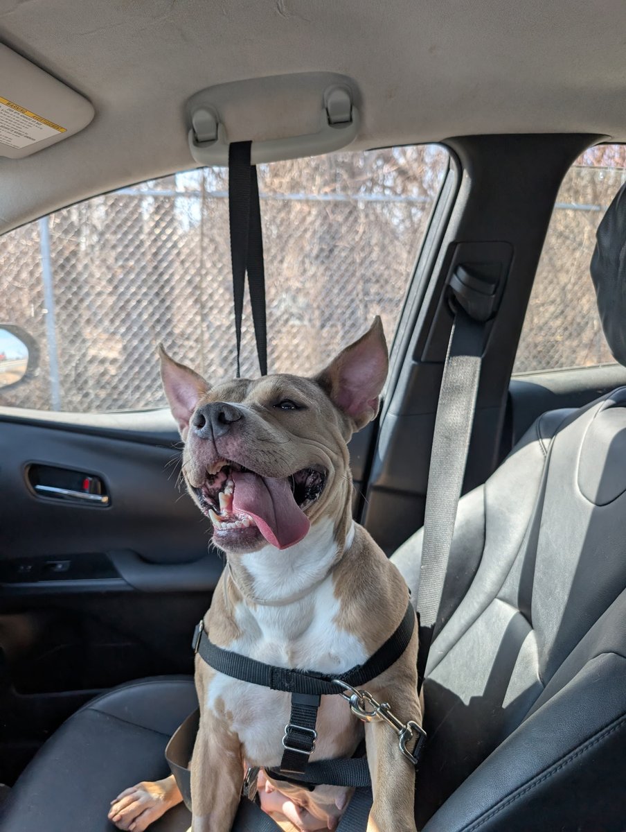 Pound Hounds ResQ tweet media