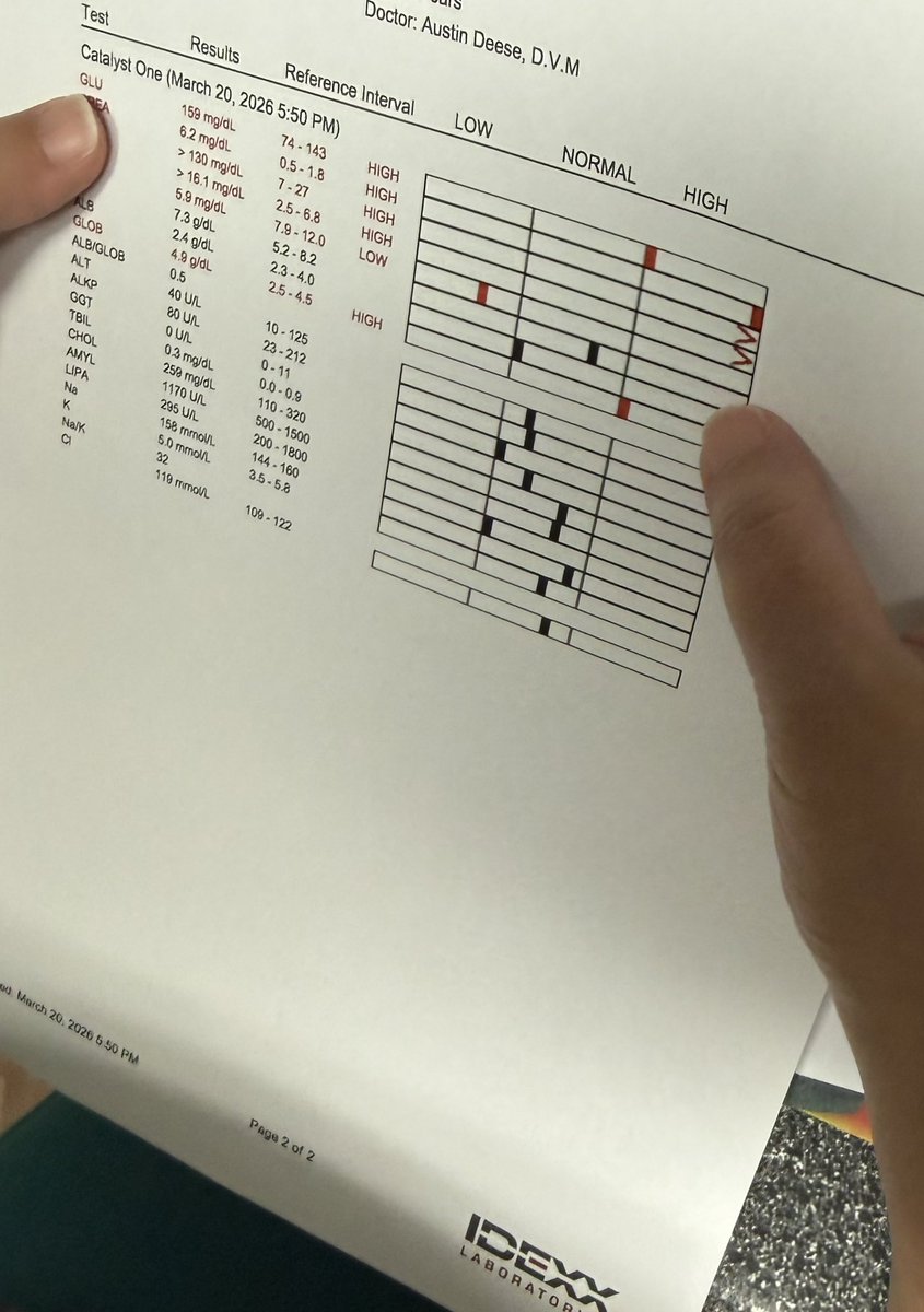 Lola Patolla tweet media