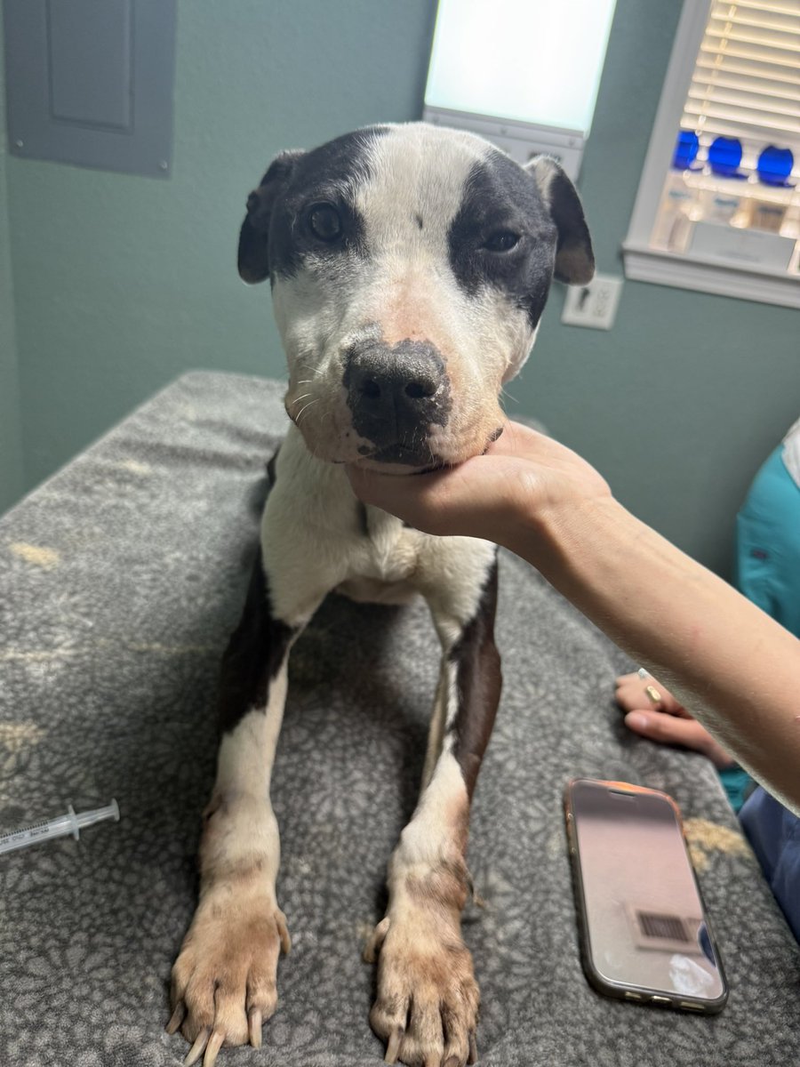 Lola Patolla tweet media