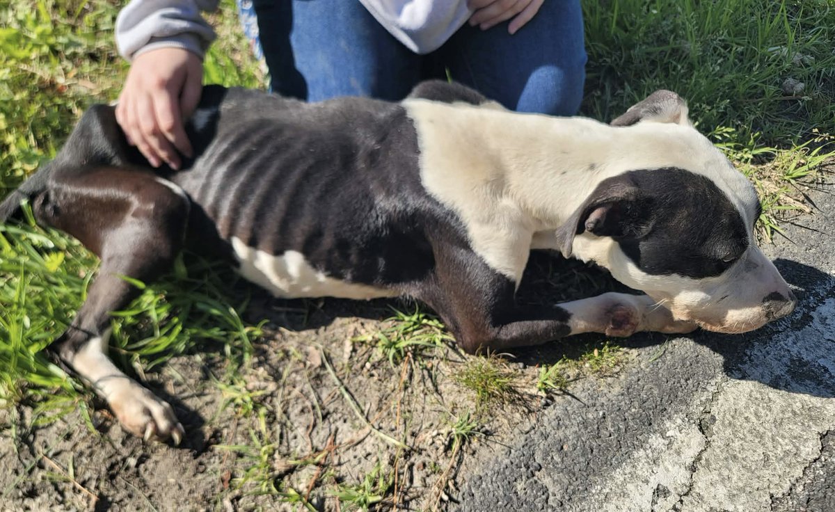 Lola Patolla tweet media