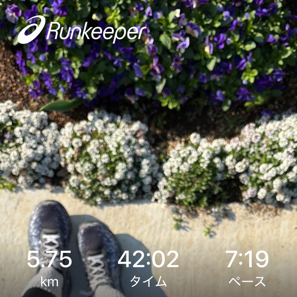 nor_ar's tweet image. #runkeeper 
#朝ラン
筋肉痛で足が全然上がらなかった〜
🏃🏻‍♀️💦💦💦