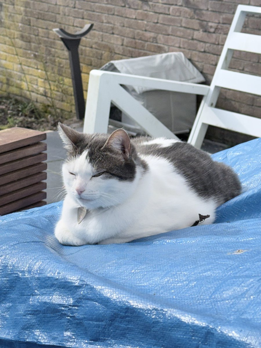 The Tails of Cat Castle #lovewins tweet media