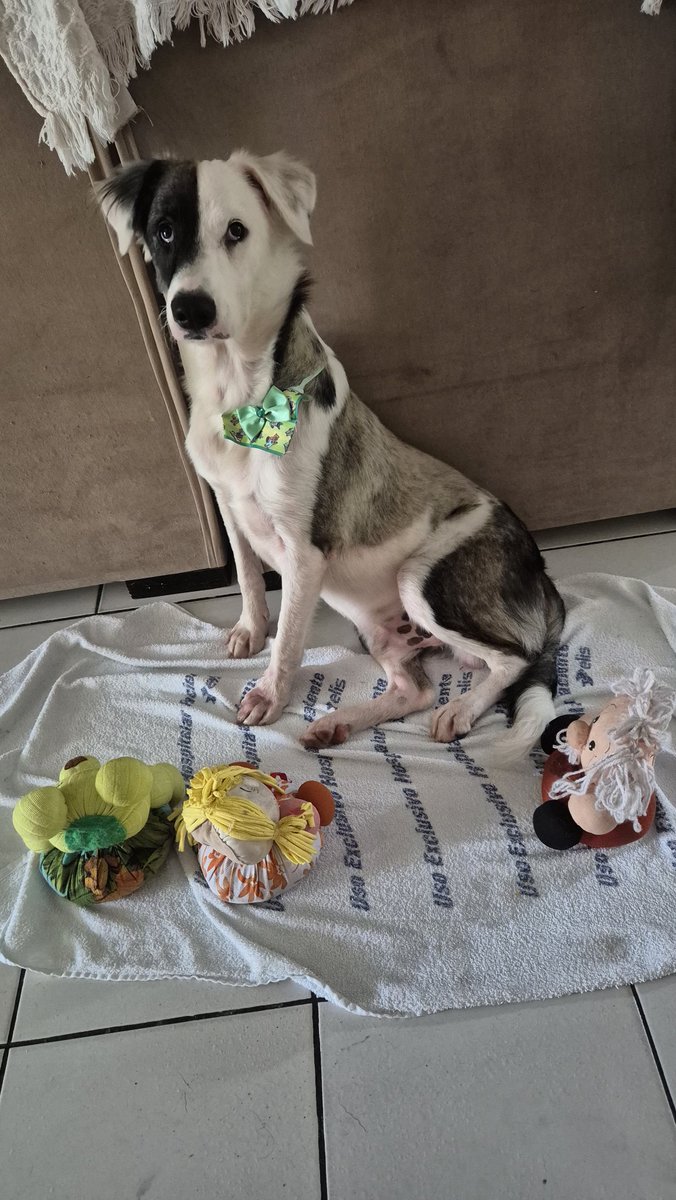 panicat do vila união tweet media