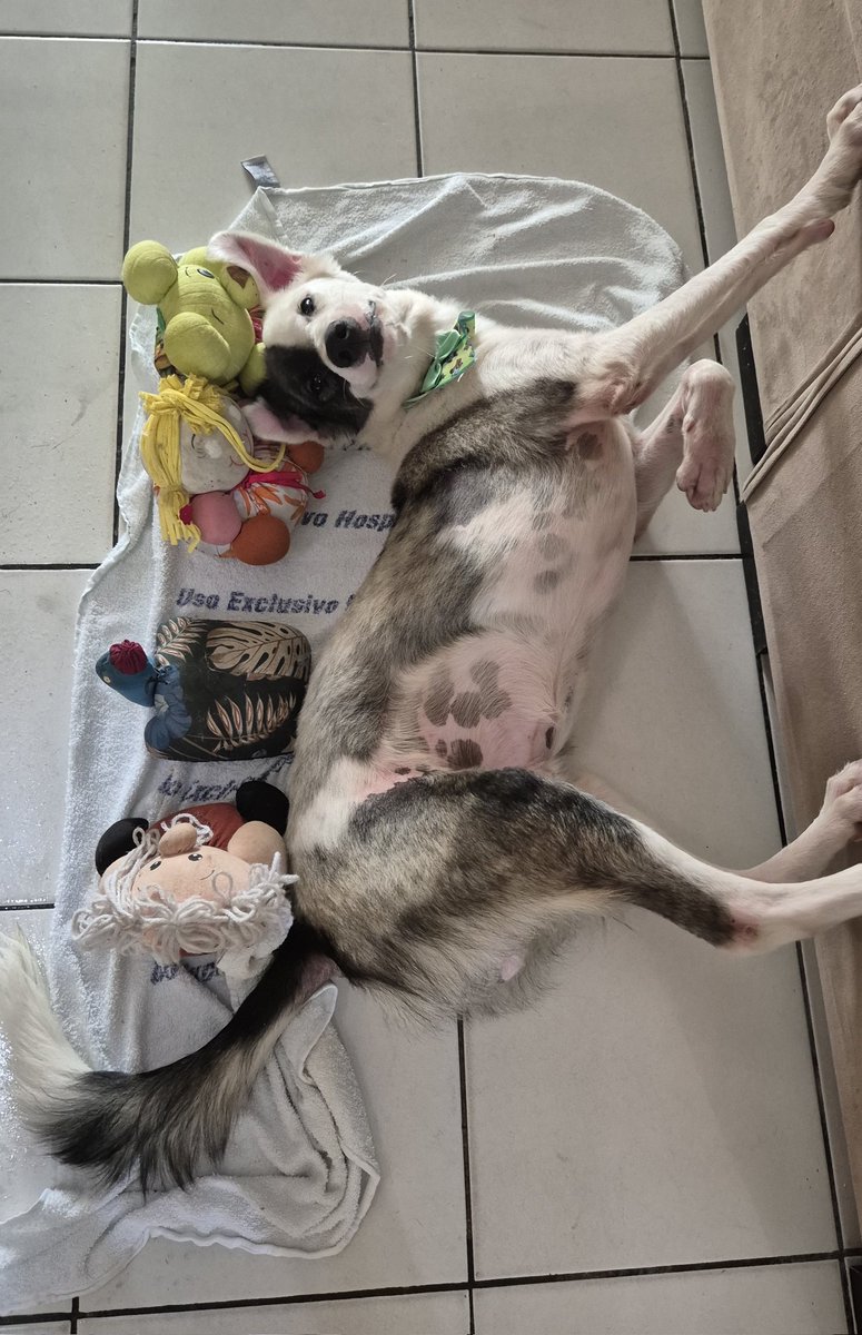 panicat do vila união tweet media