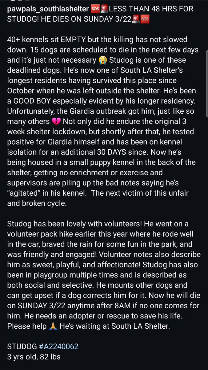 Foster a shelterpet at ZERO COST🐾 tweet media