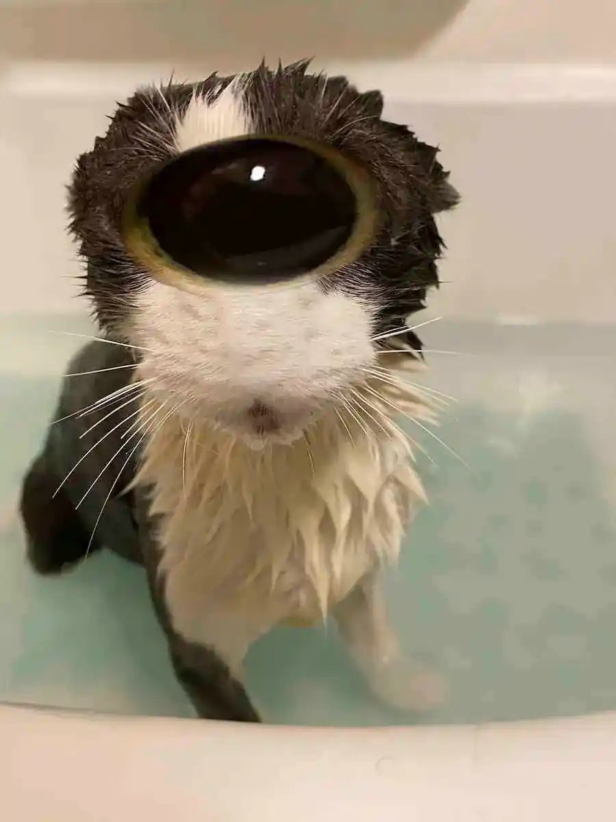 soggy cat tweet media