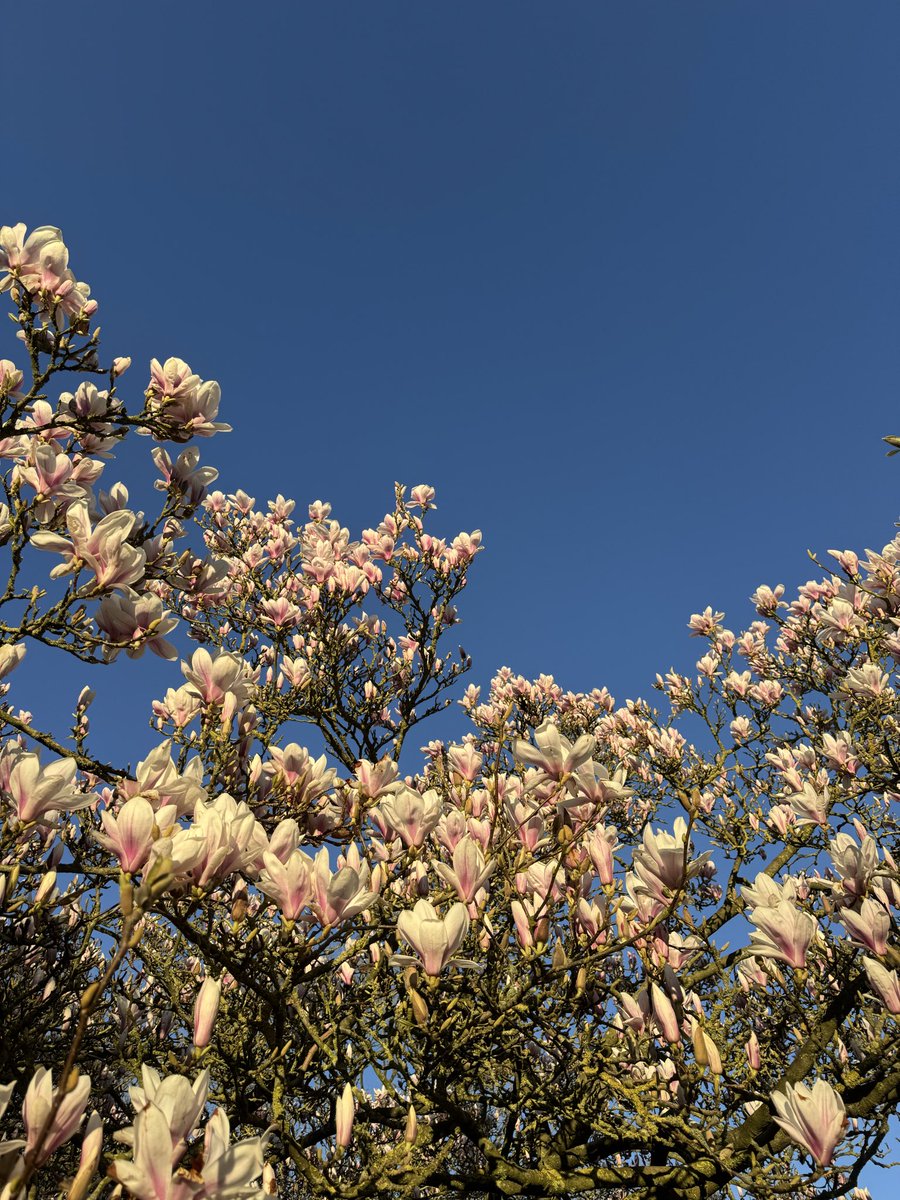 Dr Ally Louks tweet media