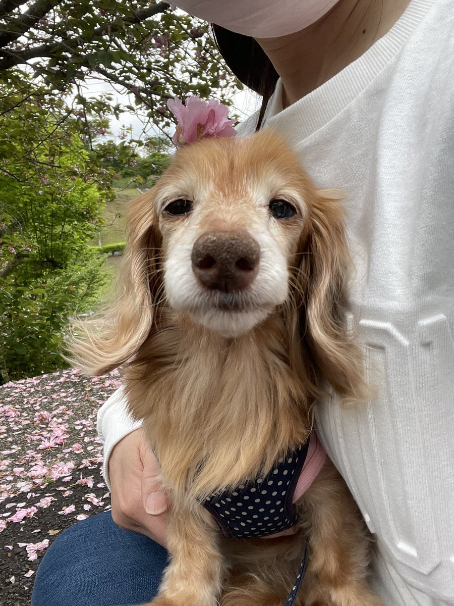 いぬのラクヤキ屋 tweet media