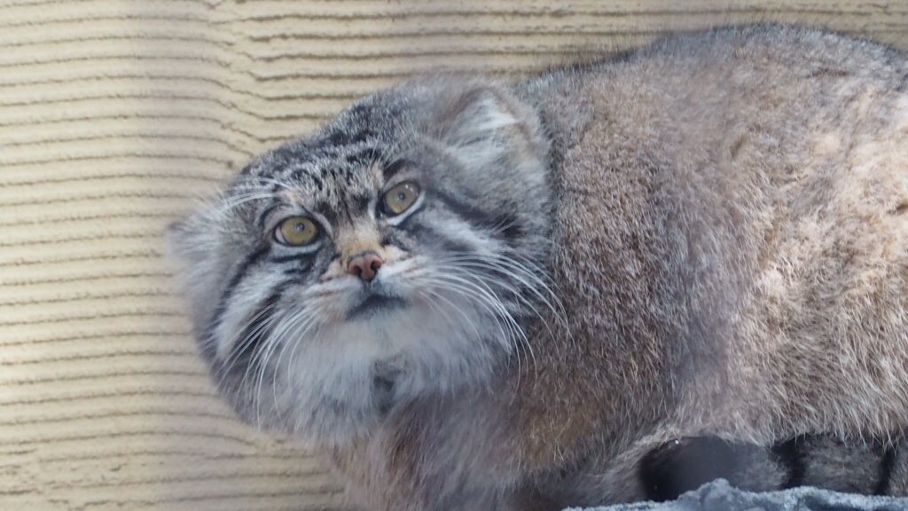 旭山動物園東門 tweet media