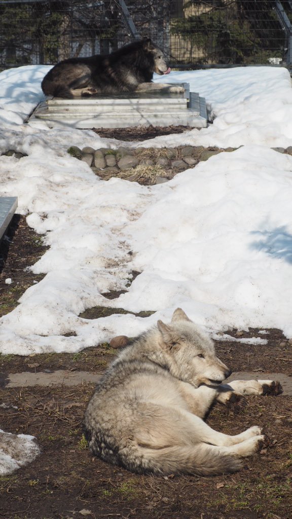 旭山動物園東門 tweet media