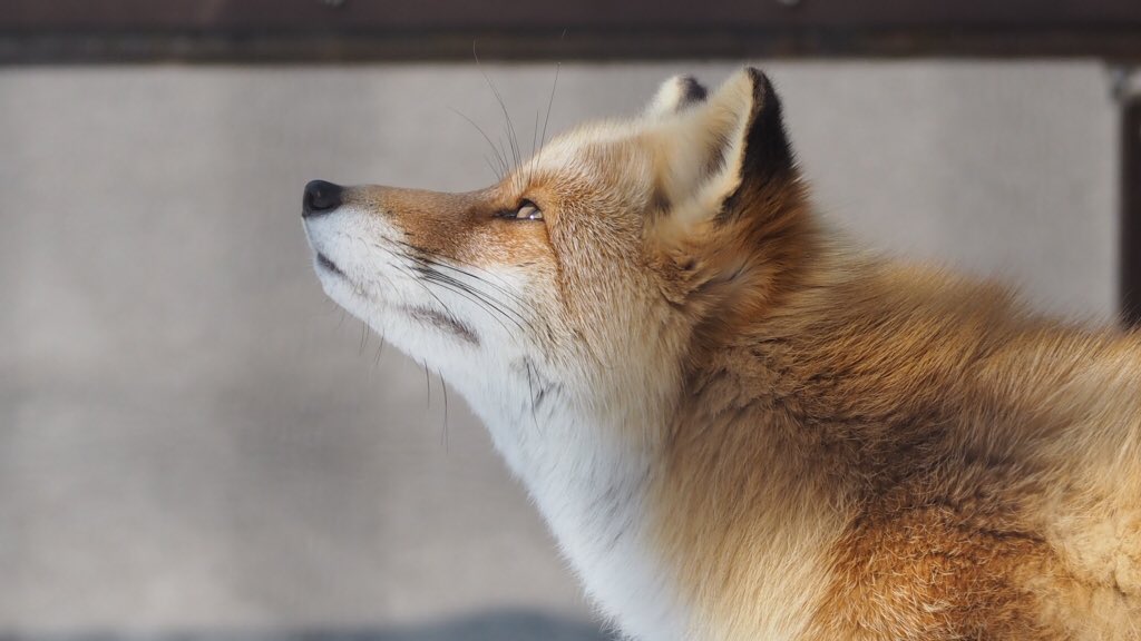 旭山動物園東門 tweet media