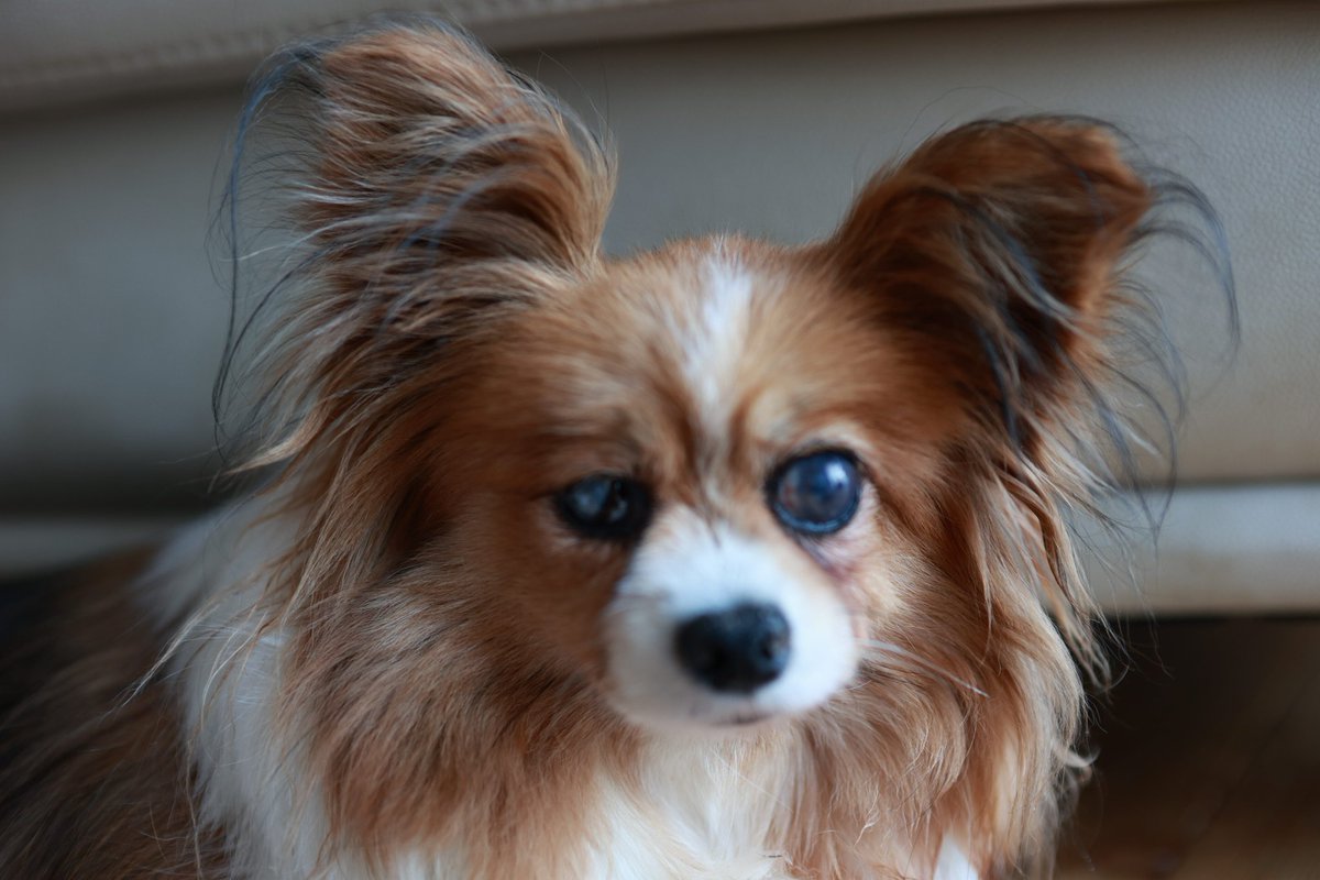 fe100percent's tweet photo. おはようございます。
今日はちょっと調子がいいみたい☀
いっぱい遊ぼう🐕️❢

#パピヨン
#犬のいる暮らし
#犬好きな人と繋がりたい 
#写真好きな人と繋がりたい 
#eosr6
#rf45mmf12stm https://t.co/6xjpVNLK72