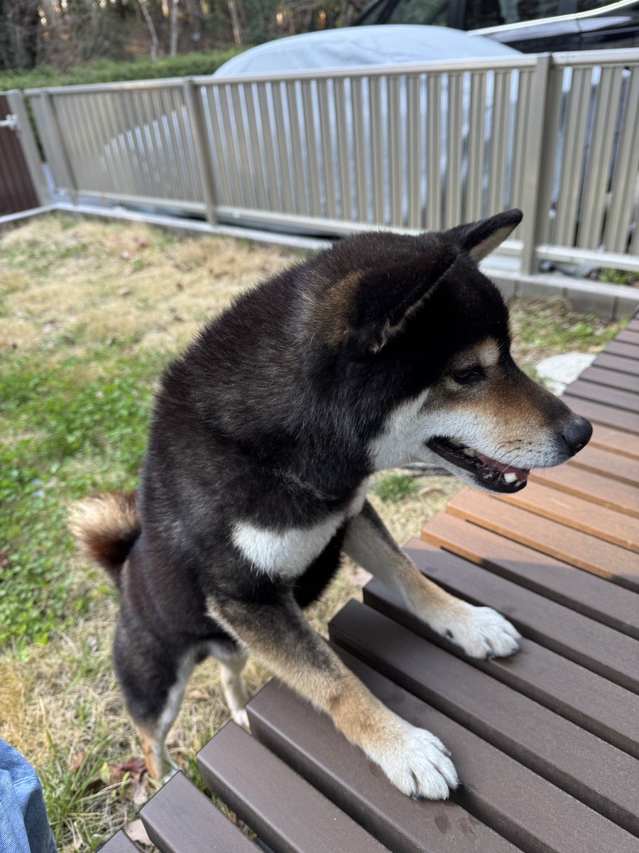 シェルティのむぎ tweet media