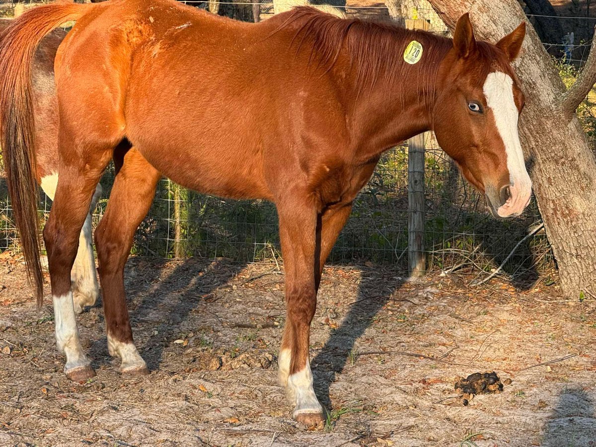 heartandhooves's tweet photo. Wyatt is officially safe and sound! 🐮✨ Huge thanks to everyone who stepped up to save him from slaughter. He’s currently settling into his new stall and absolutely loving the fluffy bedding. This is the life he deserves! #SaveWyatt #RescueLife #SafeAtLast
I’m sorry guys i originally attached the wrong photo!!