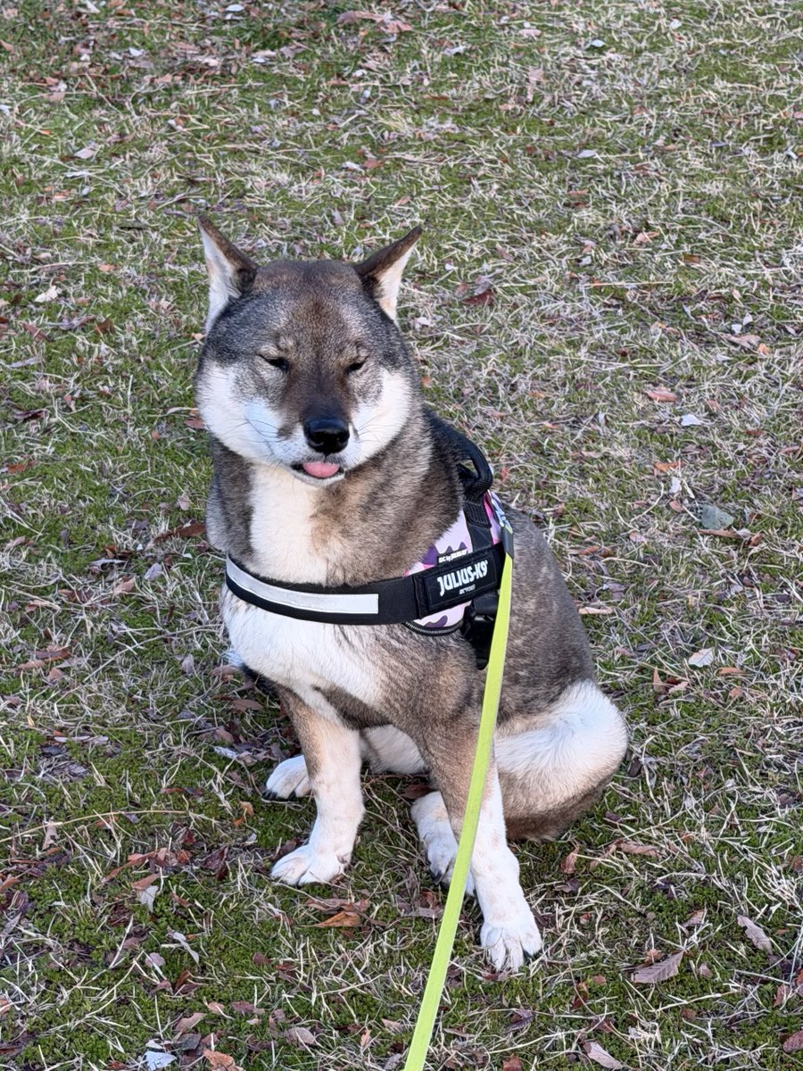 kichitada tweet media