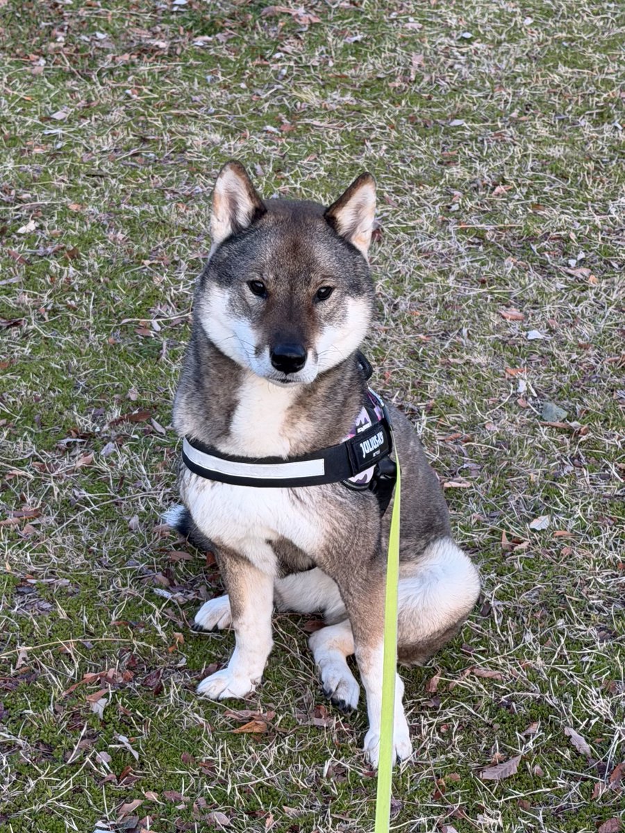 kichitada tweet media