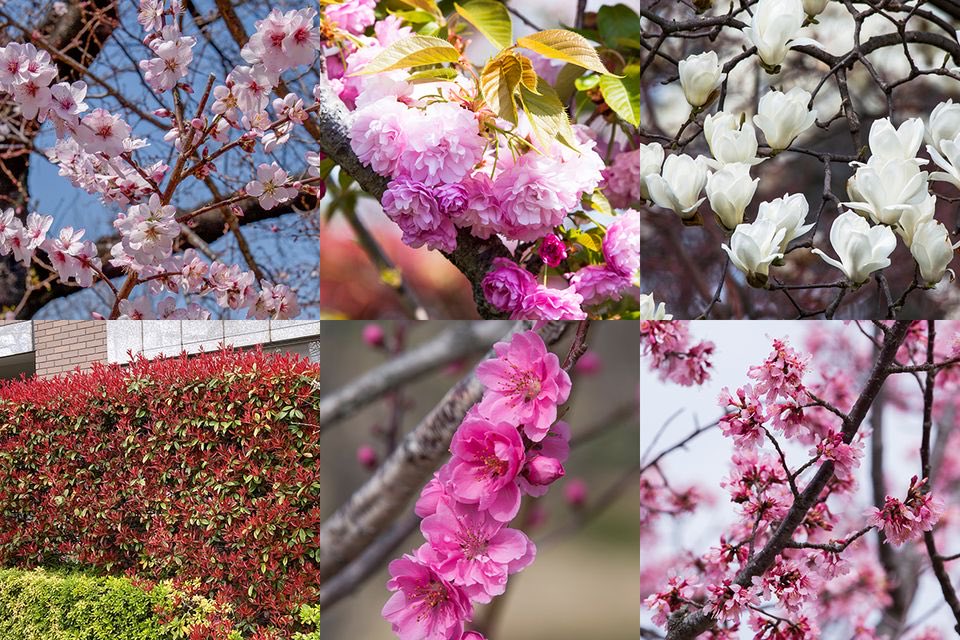 菊池純子 tweet media