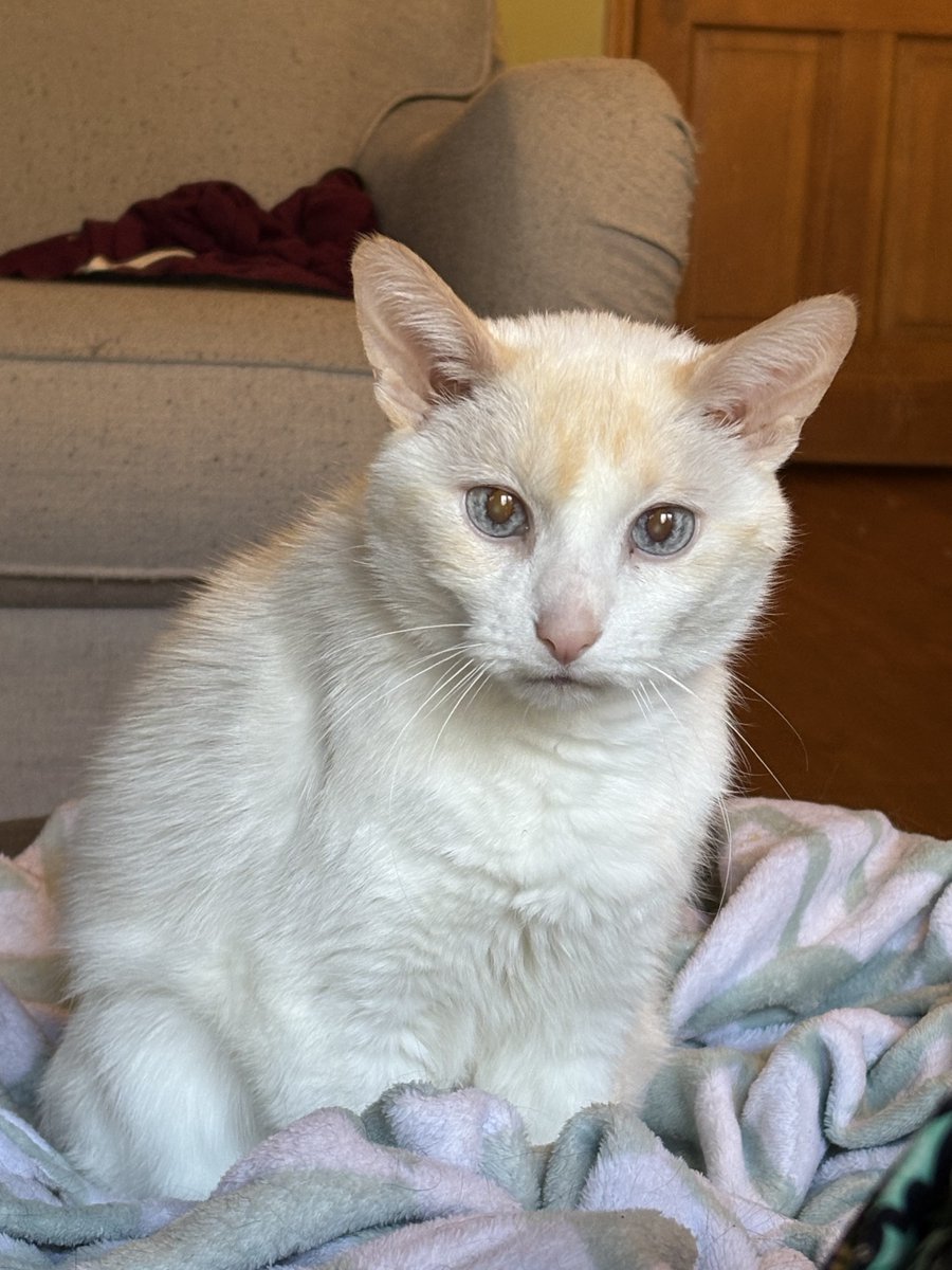 Ganymede tweet media