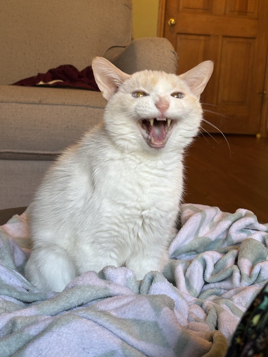 Ganymede tweet media