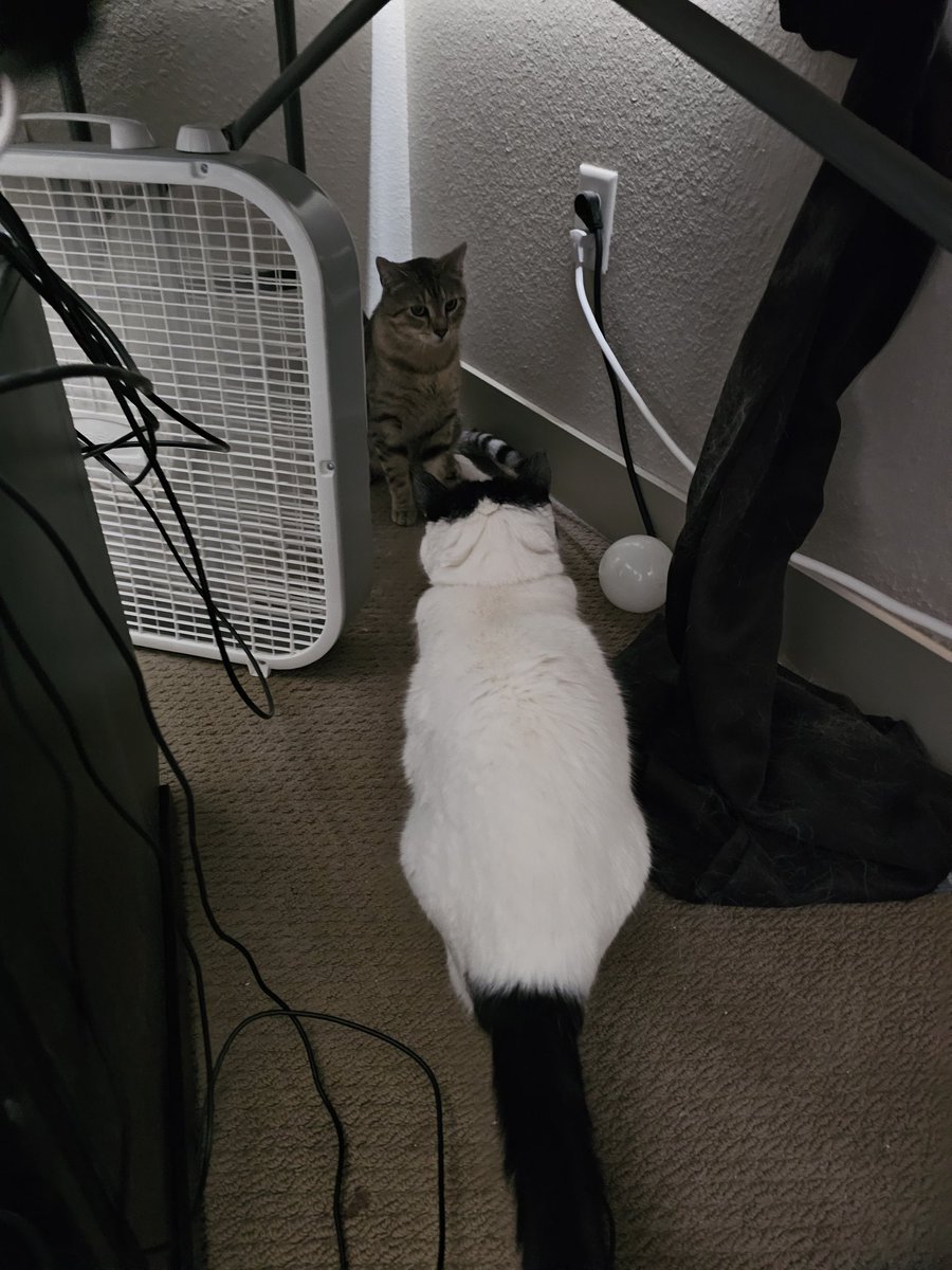 Dr_alejandro89, Ph.D. tweet media